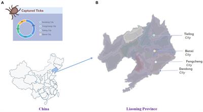 Analysis of the diversity of tick-borne viruses at the border areas in Liaoning Province, China
